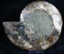 Split Ammonite Half - Crystal Pockets #7808-2
